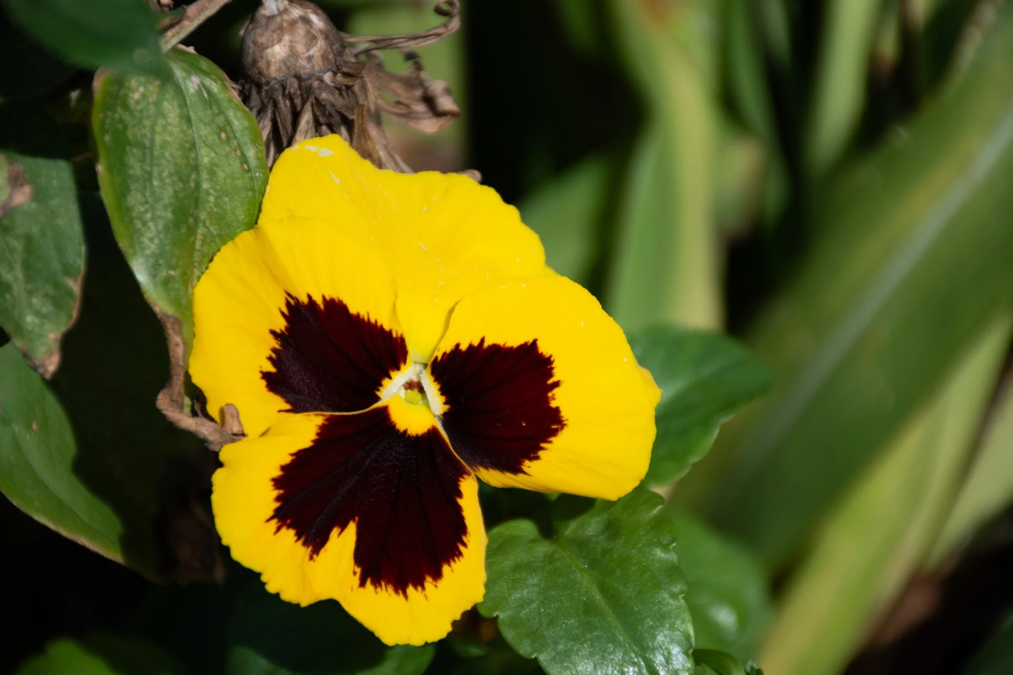 Pre-spring flower 2026