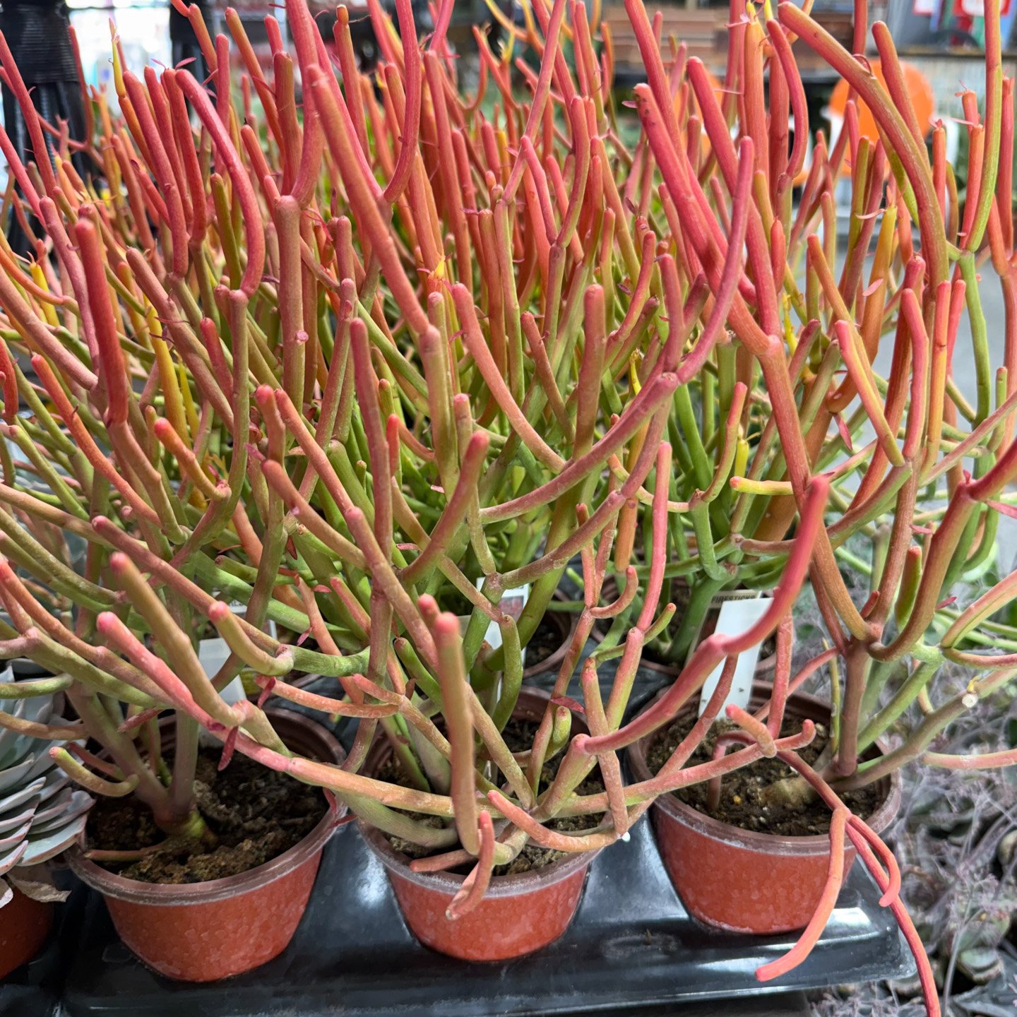 New Succulents arrive at Puckett's Nursery
