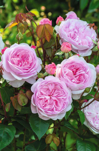 Olivia Rose Austin rose® photograph