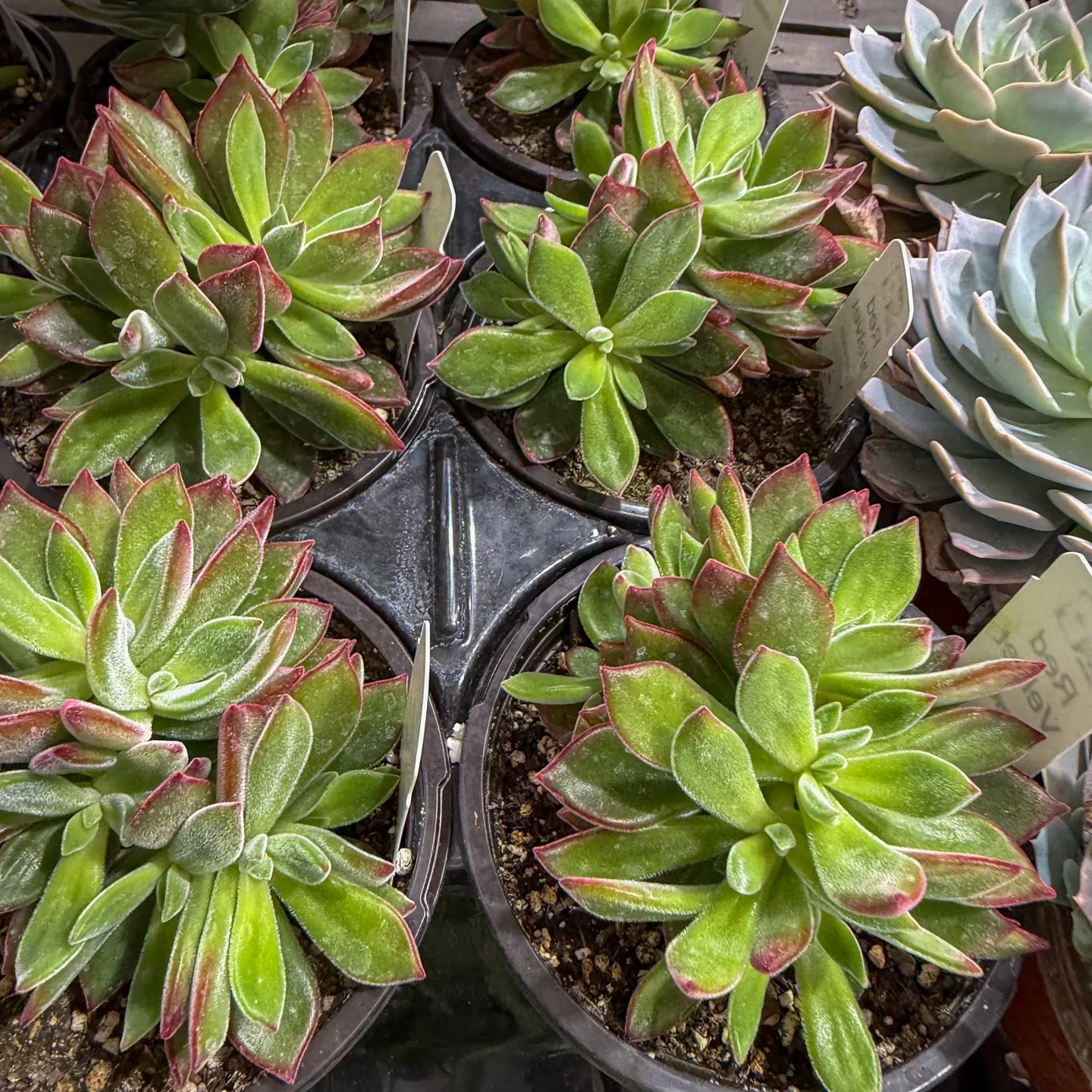 New Succulents arrive at Puckett's Nursery