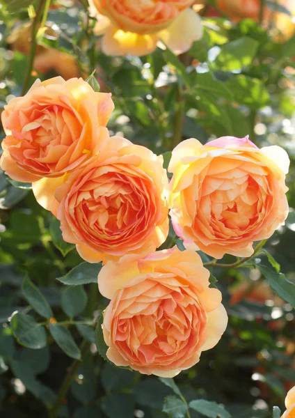 Lady of Shalott® rose photograph