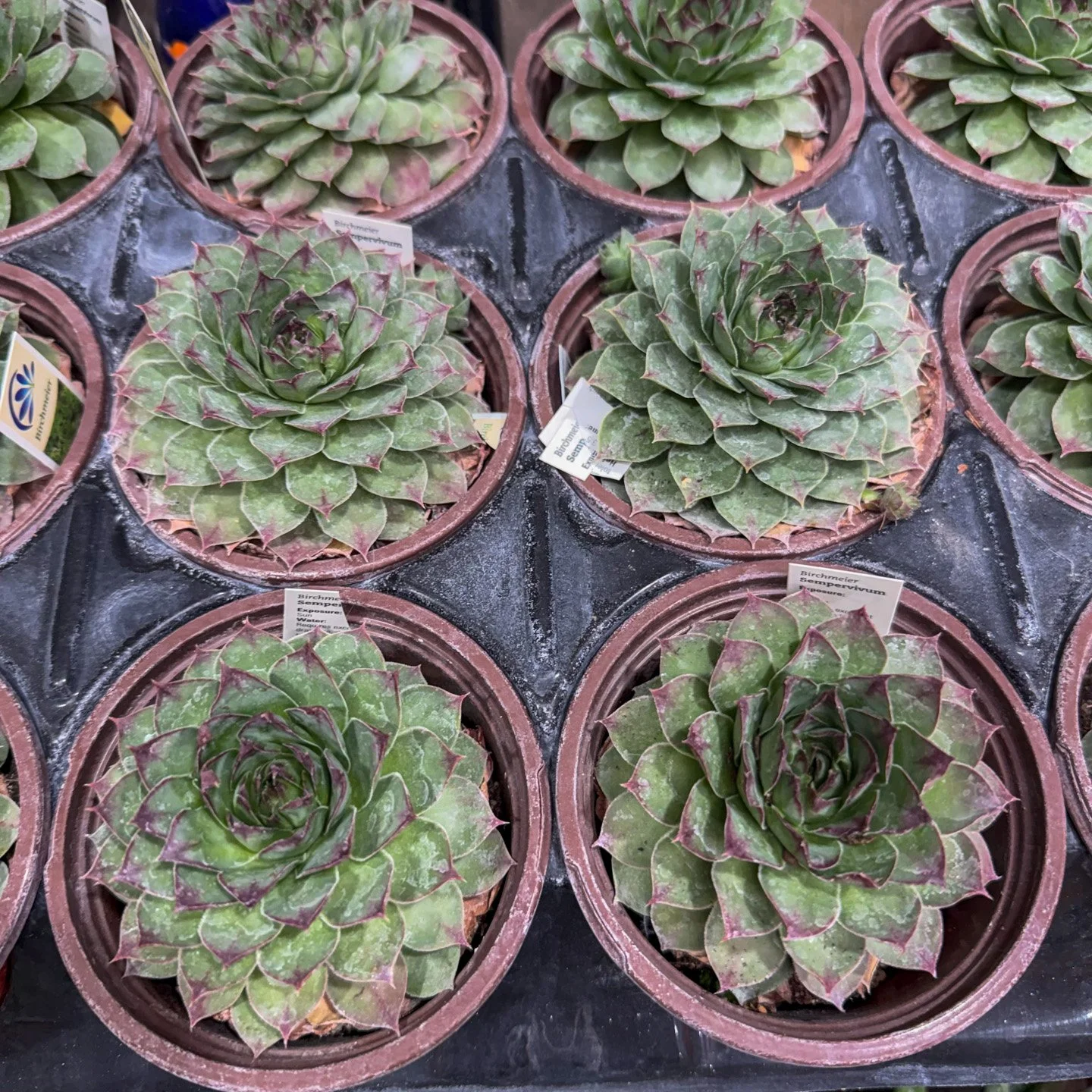 New Succulents arrive at Puckett's Nursery