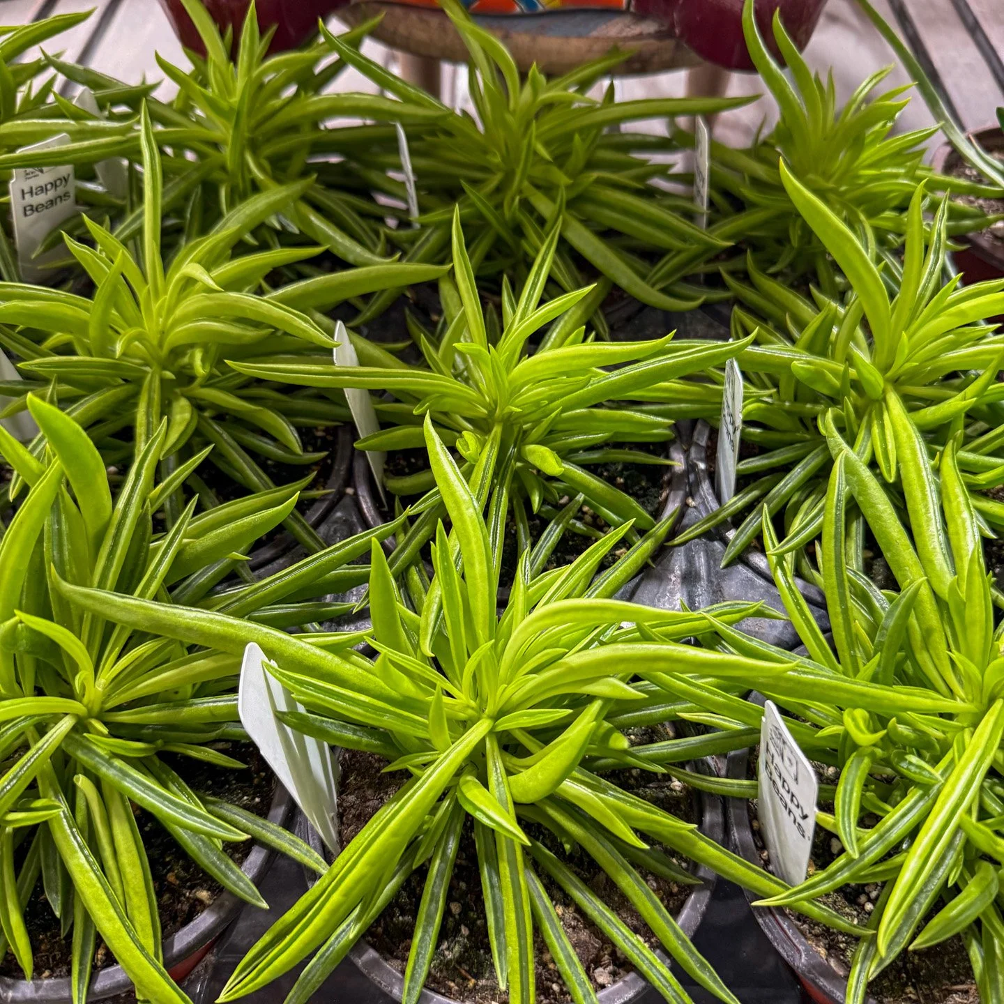 New Succulents arrive at Puckett's Nursery