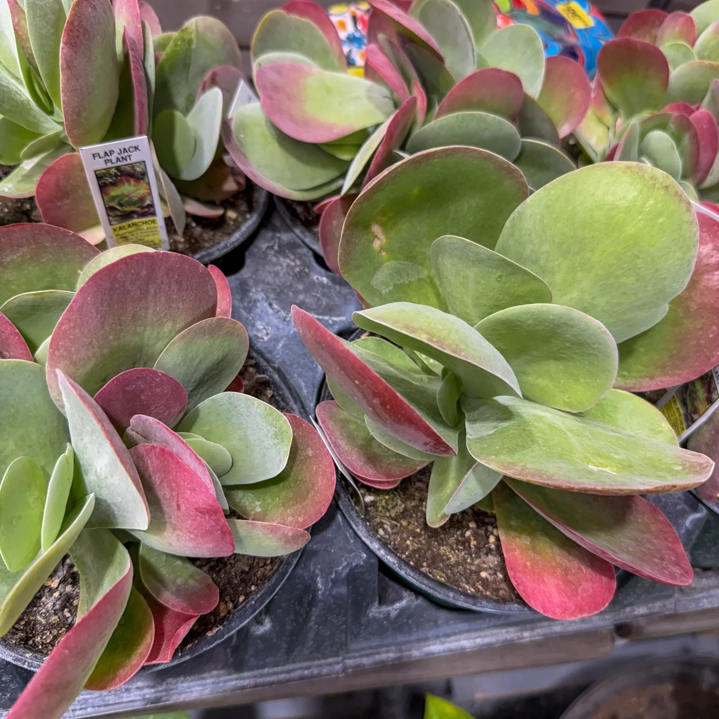 New Succulents arrive at Puckett's Nursery