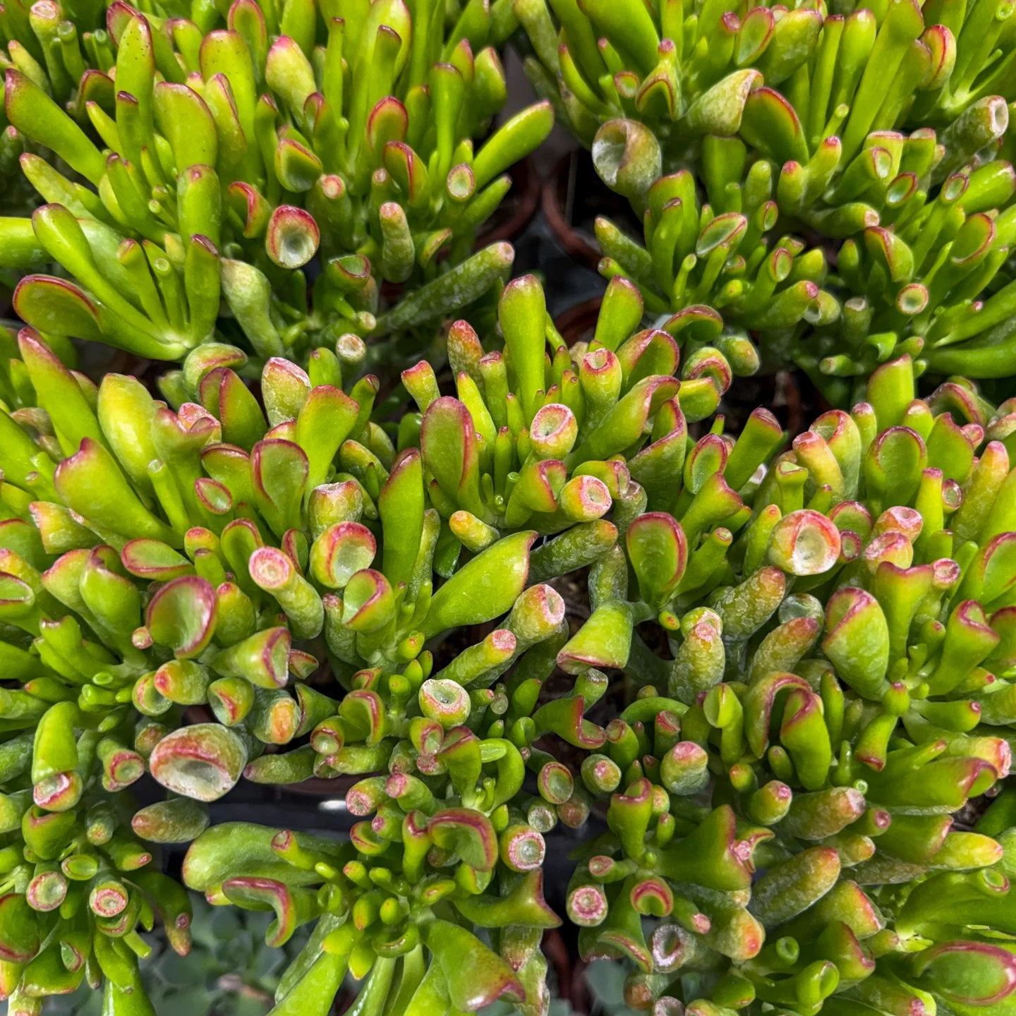 New Succulents arrive at Puckett's Nursery