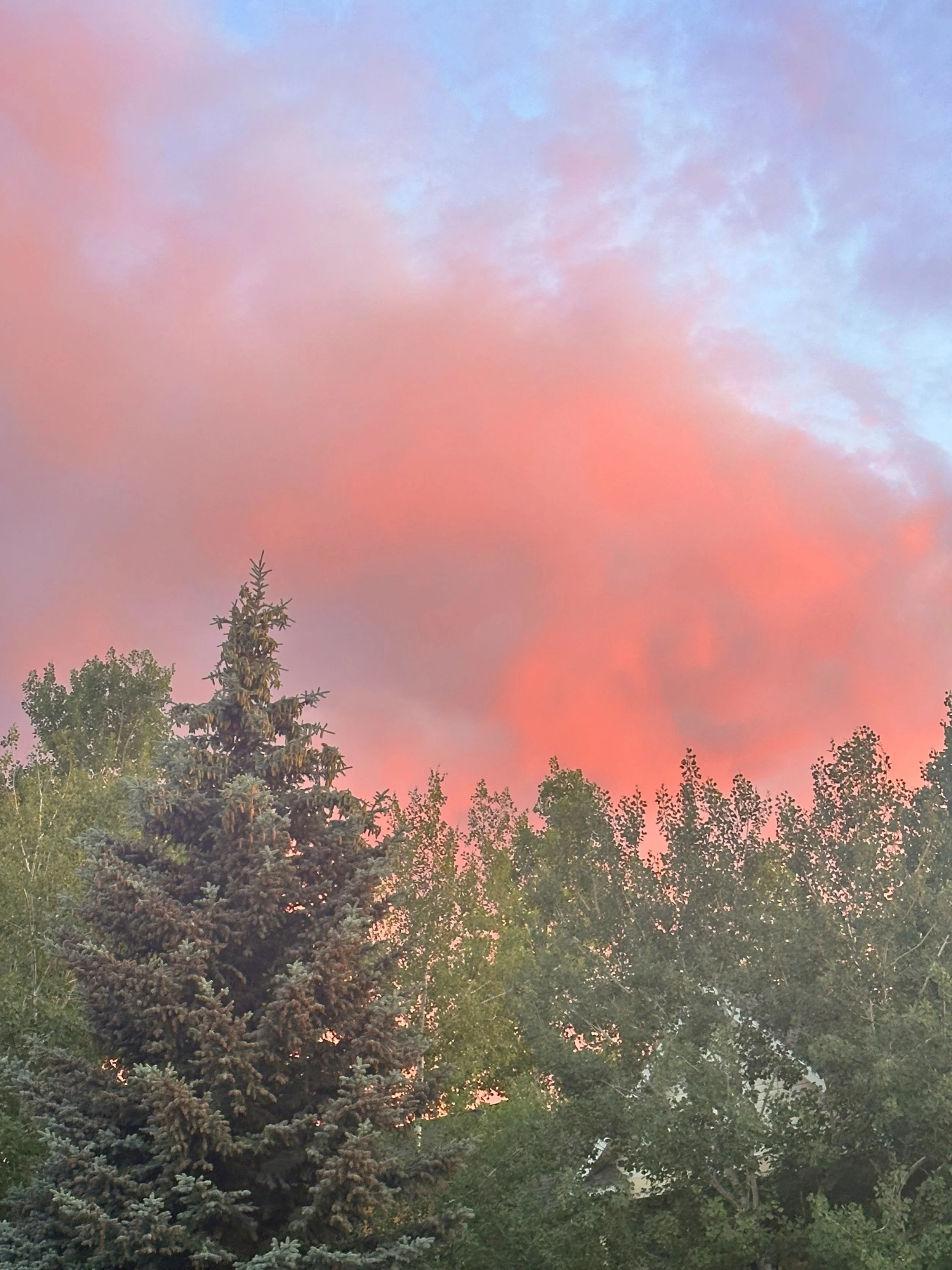 A vibrant sunset with pink and blue clouds over green trees, including a tall evergreen.