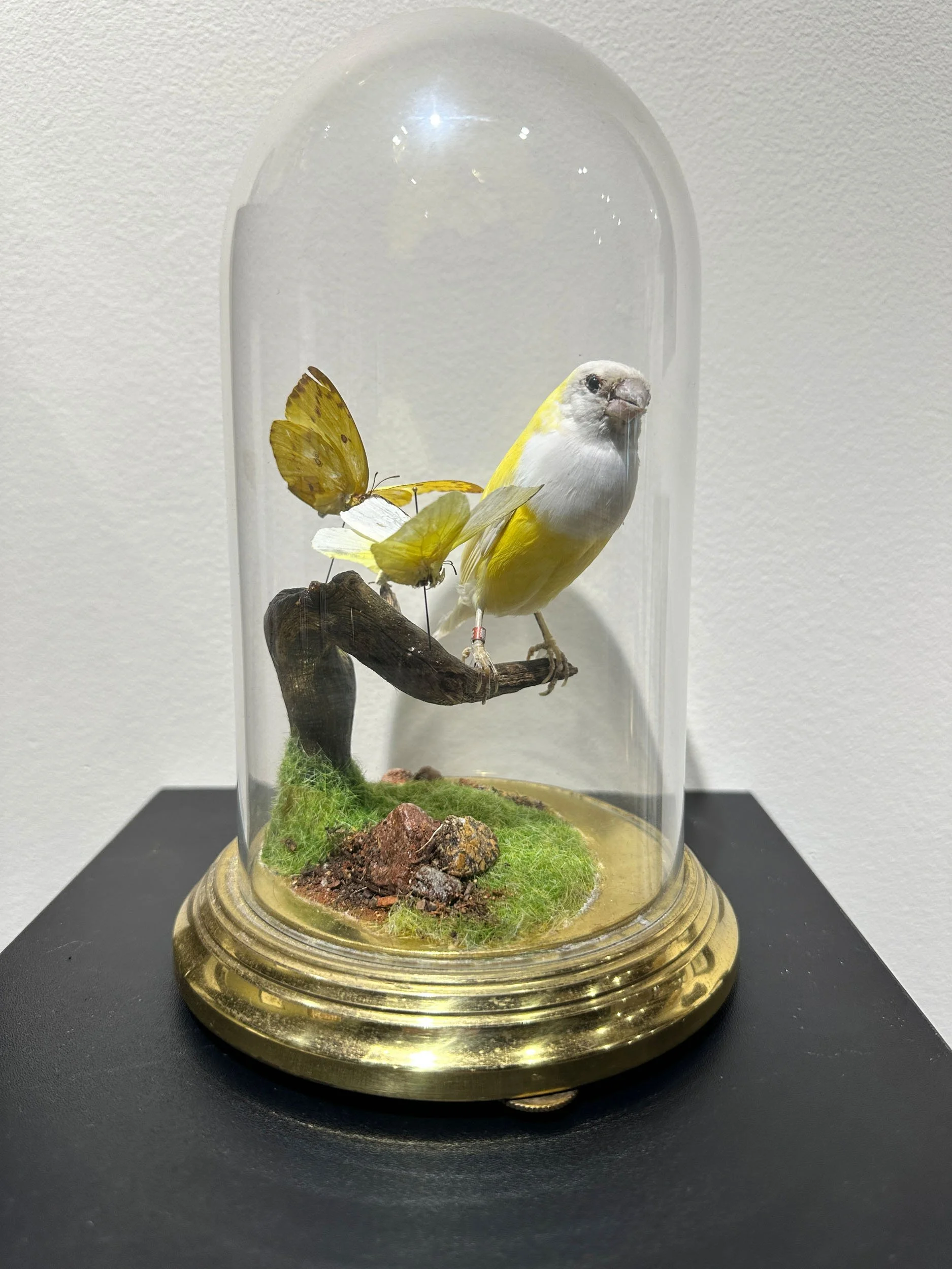 Im Buggin Out - 86.jpg