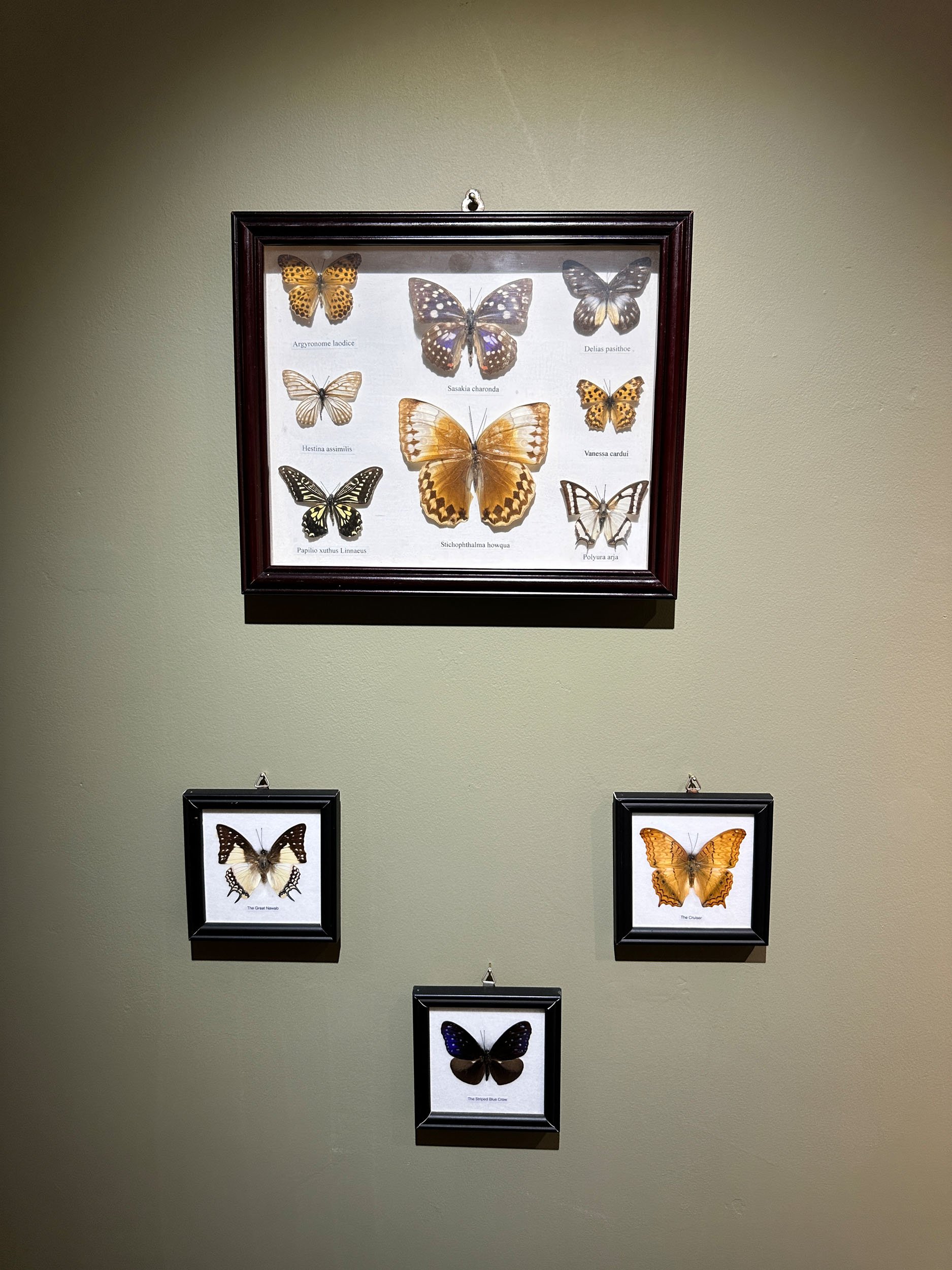 Im Buggin Out - 80.jpg