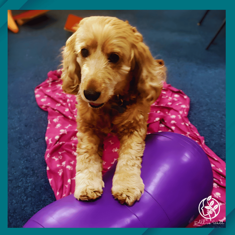 Therapy Dog Lola using balancing ball