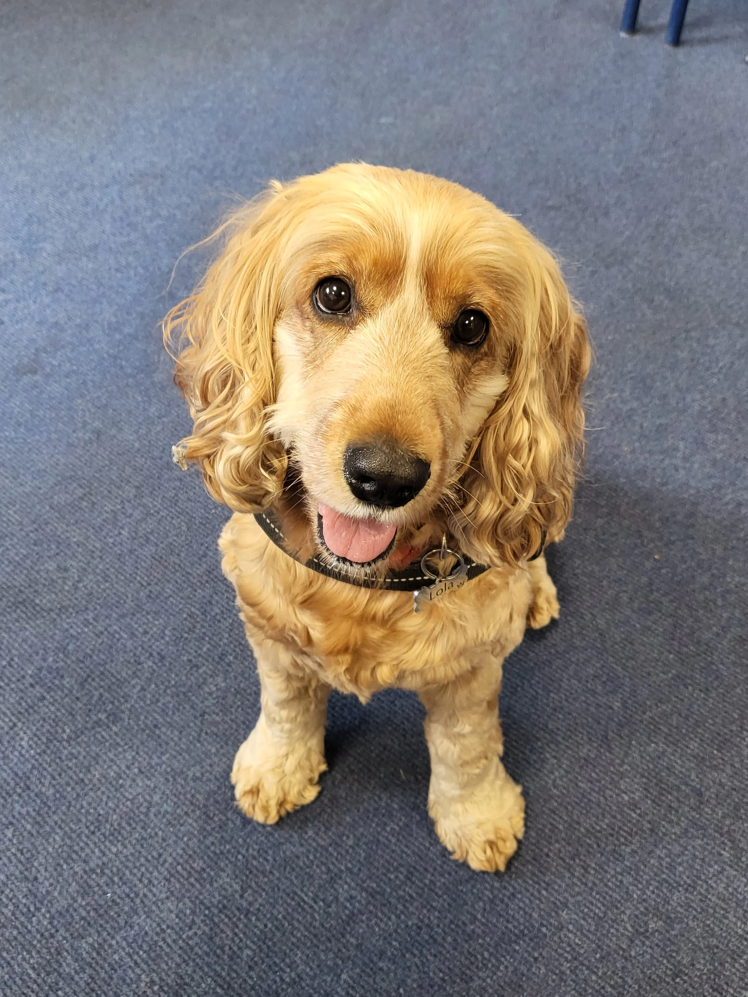 Therapy Dog Lola All Is Well Approach Warrington Widnes Liverpool