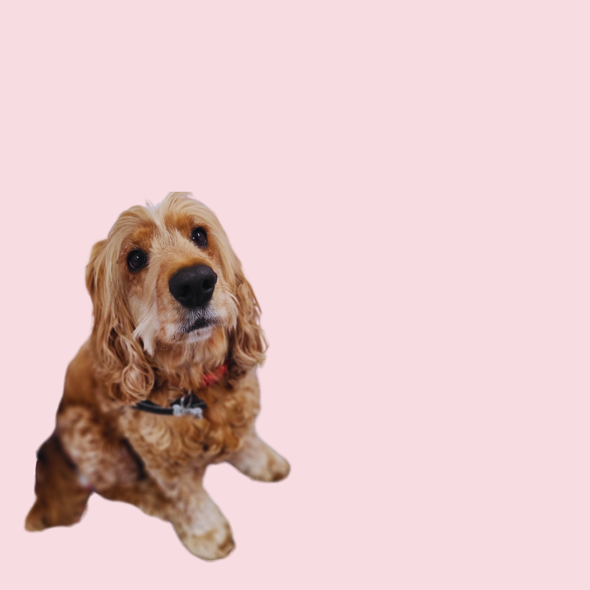 Lola the therapy dog from All Is Well Approach bringing comfort and connection during animal assisted intervention sessions