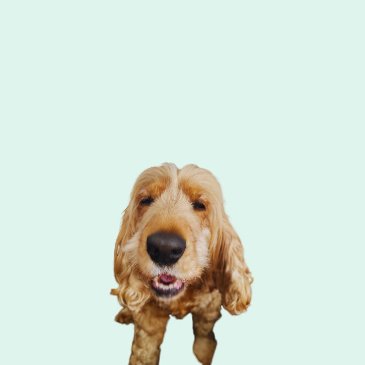 Lola the therapy dog from All Is Well Approach bringing comfort and connection during animal assisted intervention sessions