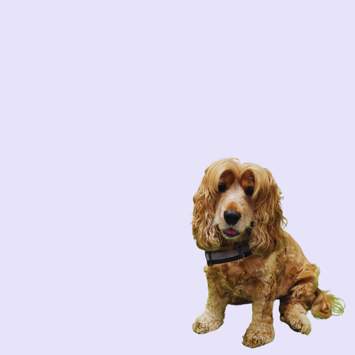 Lola the therapy dog from All Is Well Approach bringing comfort and connection during animal assisted intervention sessions