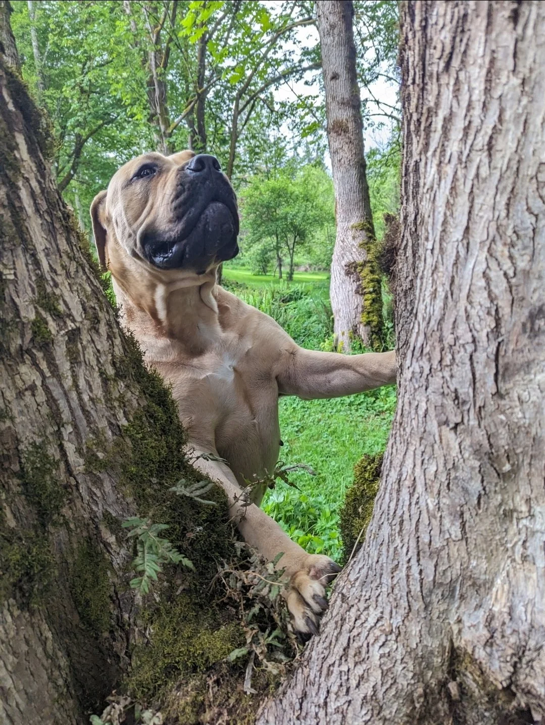 A large dog, possibly a mastiff, laying between tree trunks in a lush green forest with trees and grass in the background.