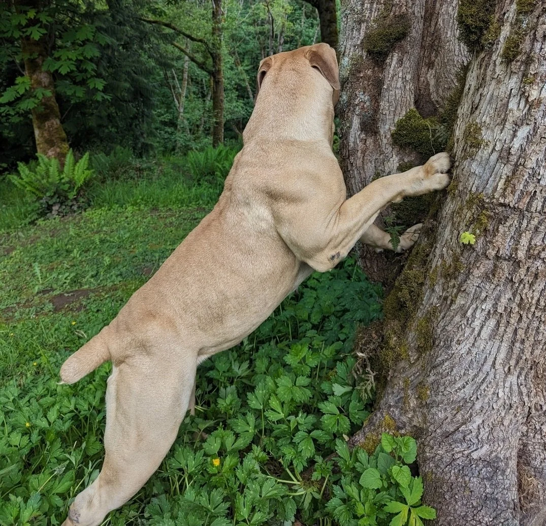 A tan dog is climbing a tree with its front paws on the trunk, in a lush green forest.
