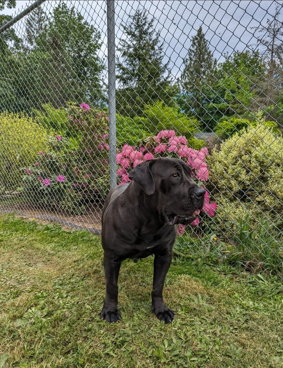 A black dog standing on grass in front of a chain-link fence with colorful pink and yellow flowers and green trees in the background.