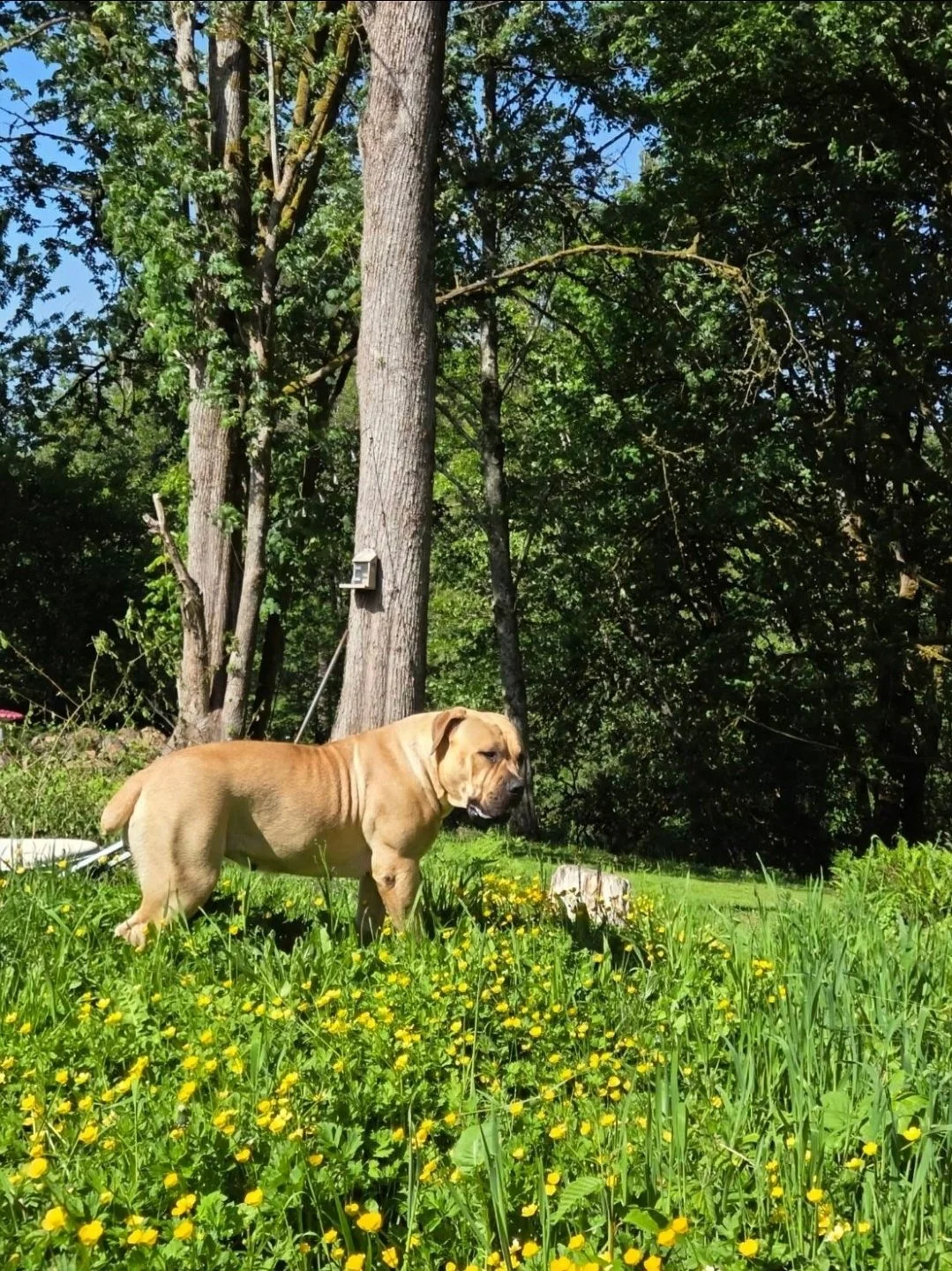 A brown puppy standing in a grassy area with yellow flowers, trees and blue sky in the background.