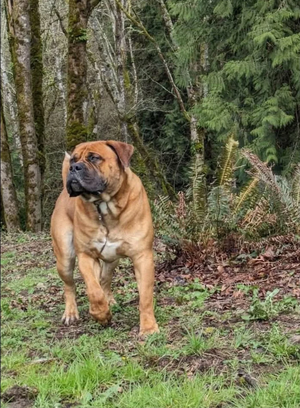A large brown dog walking on grass in a forested area with trees and ferns.