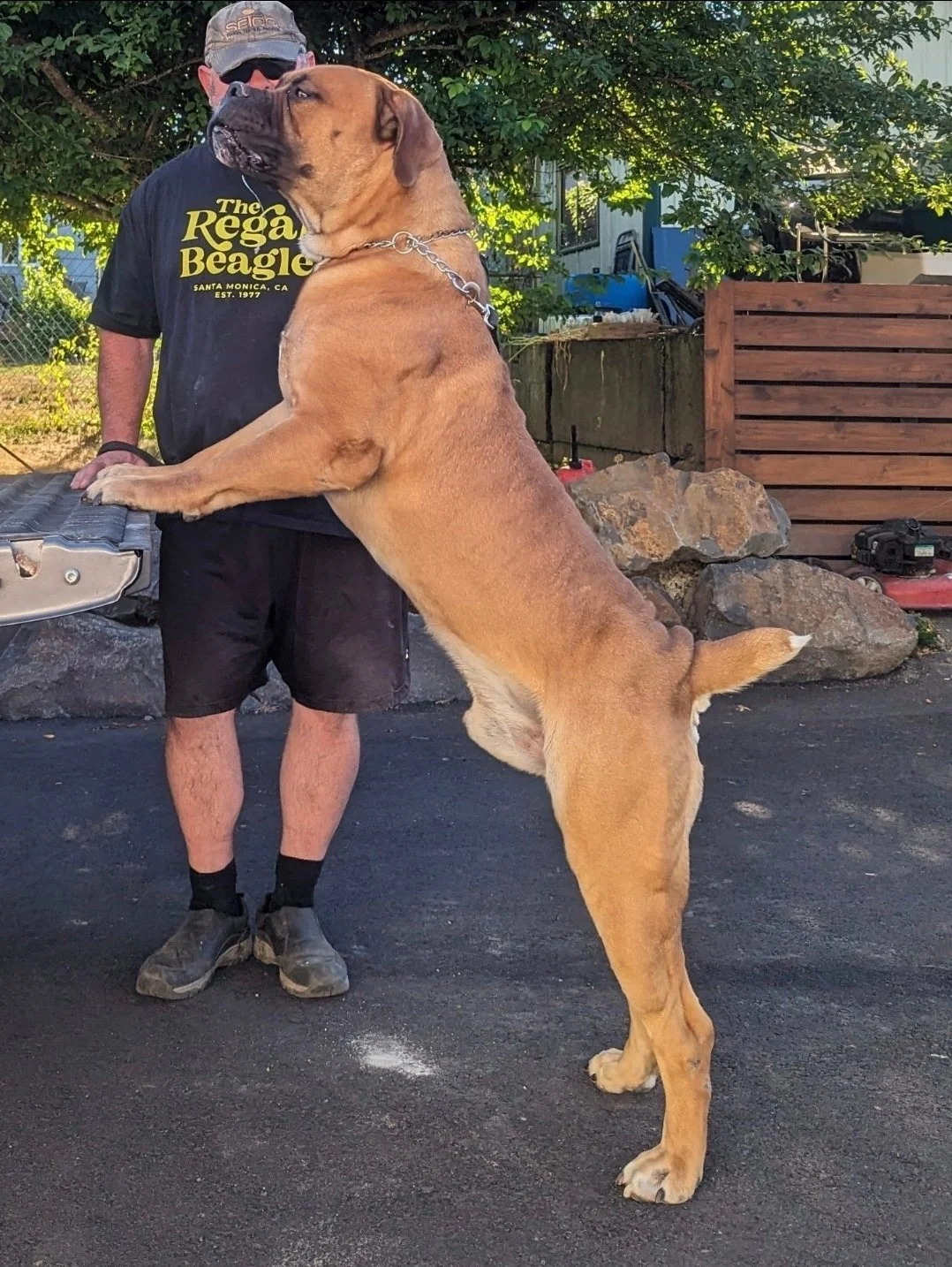 A large brown dog standing on its hind legs with front paws resting on a man's waist. The man is wearing a black shirt with yellow text, black shorts, and sunglasses, standing outdoors near a wooden fence and rocks.