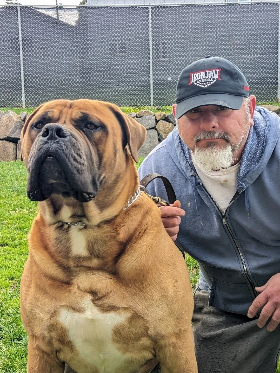 A man crouching next to a large brown and black Mastiff dog outdoors, in front of a chain-link fence and stone wall, on a grassy area.