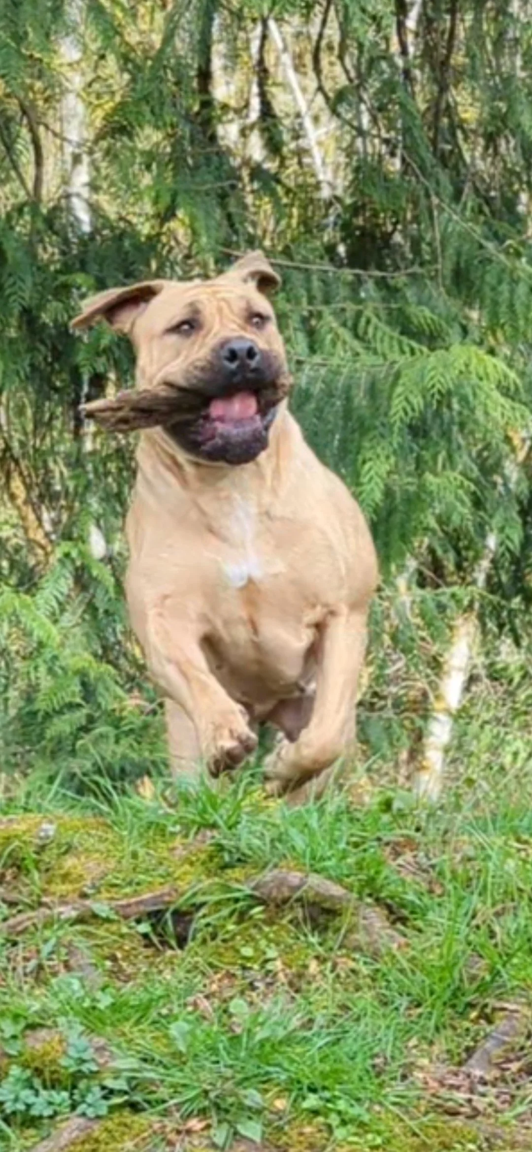 A tan dog running outdoors with a stick in its mouth, surrounded by green trees and grass.