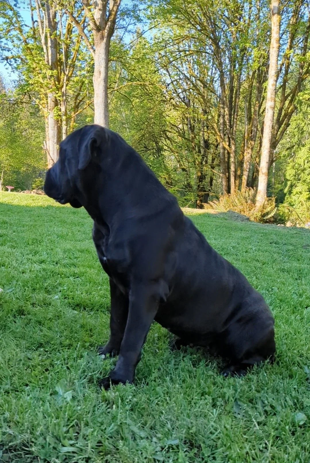 Black dog sitting on green grass in a park with trees in the background.