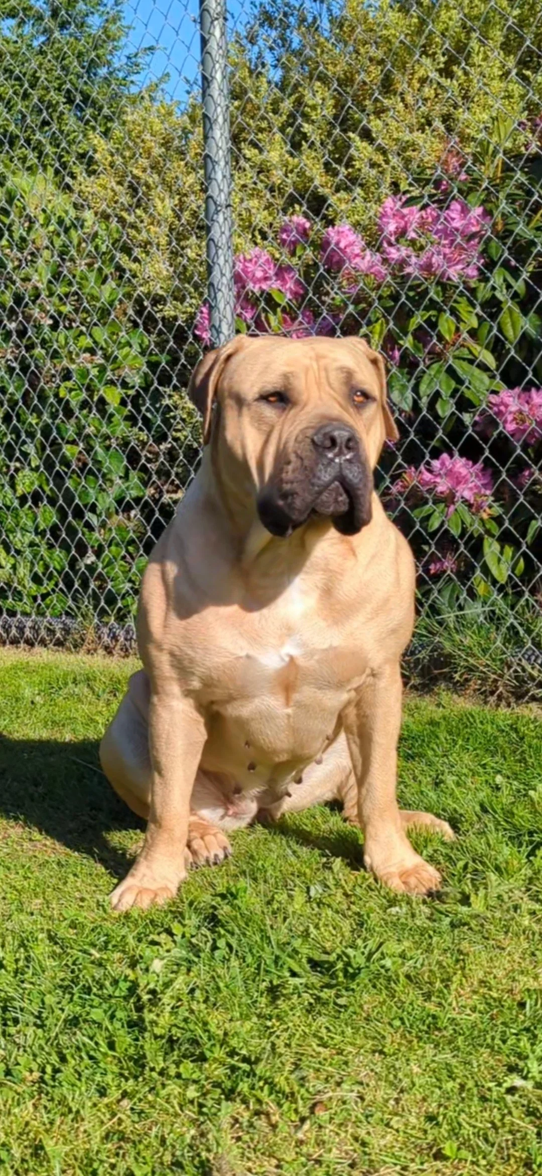 A tan dog sitting on green grass in front of a chain-link fence with pink flowering bushes in the background.