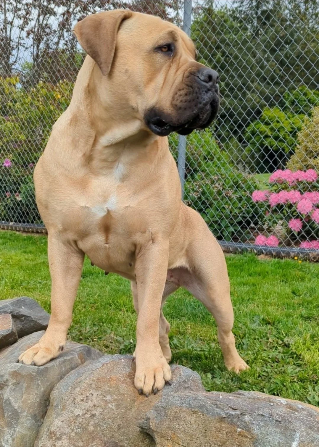 A large tan dog, likely a Mastiff, standing on rocks outdoors in a garden with flowers and a chain-link fence in the background.