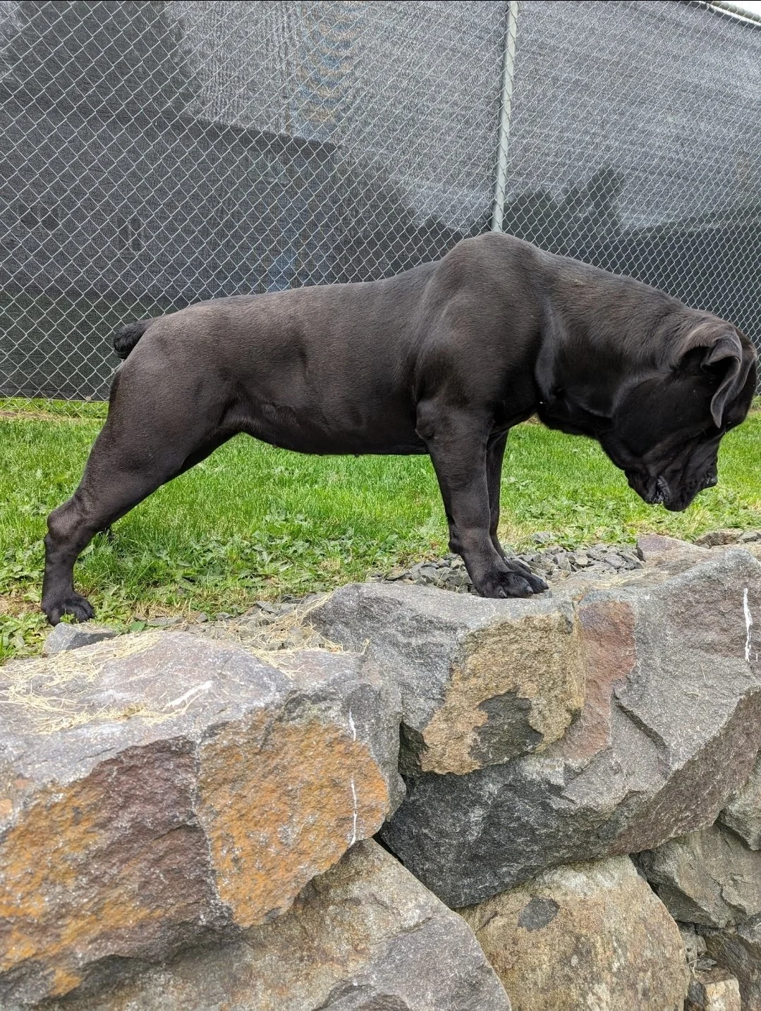 A large black dog, possibly a Cane Corso, standing on a rocky wall in a grassy area, with a fence in the background.