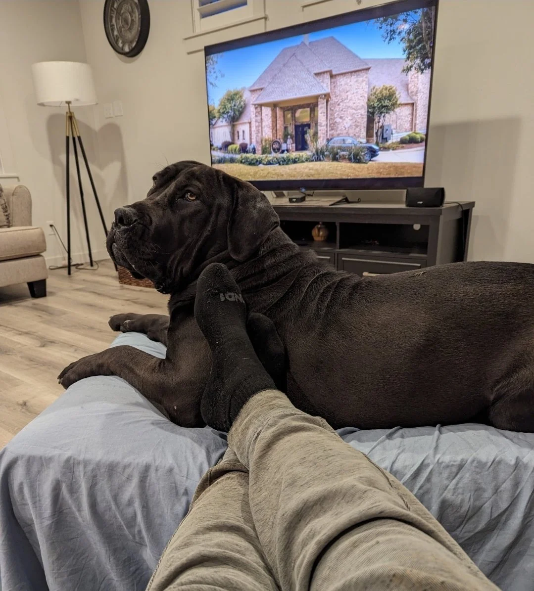 A black dog lying on a person's lap on a couch in a living room, with a television showing a house outside and a person's leg and foot in a sock resting on the dog.