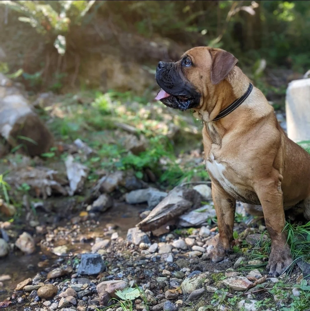 A brown dog, possibly a mastiff, sitting on a rocky stream bank in a wooded area with green foliage, looking to the left with tongue slightly out.