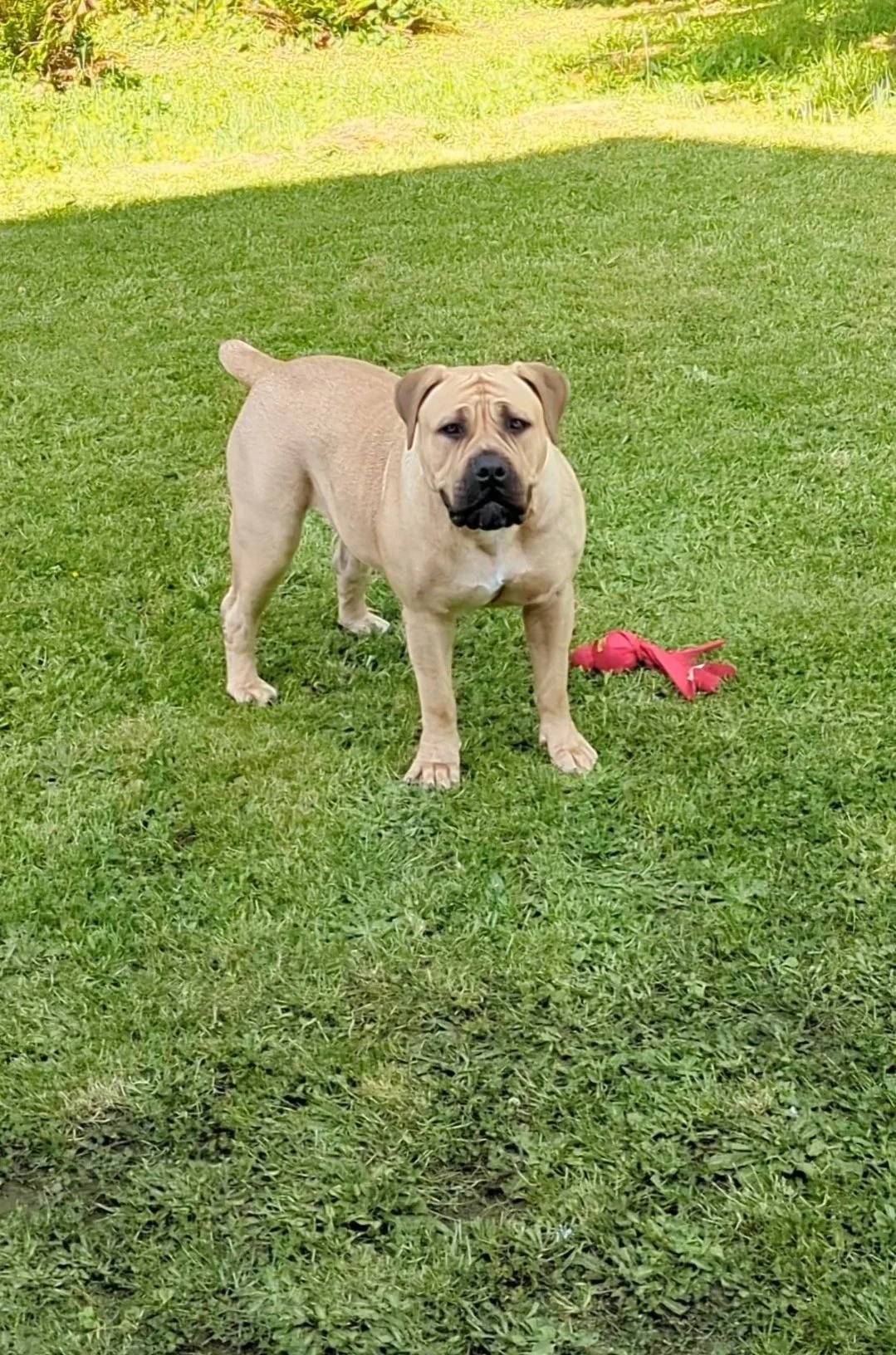 A tan American Bulldog standing on green grass with a red toy nearby, in an outdoor setting.