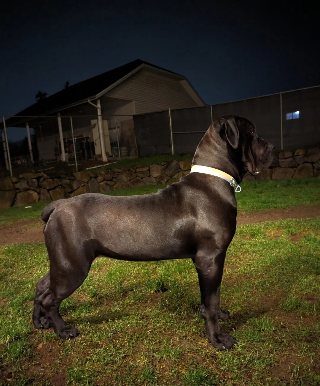 A large, black South African Mastiff dog standing outdoors on grass at night, with a house and stone yard in the background.