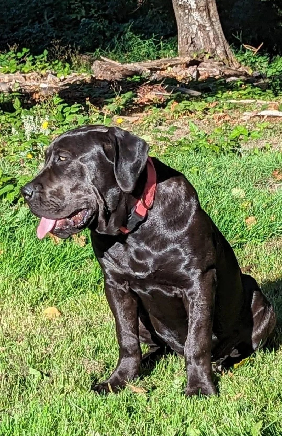 Black boerboel dog sitting on grass, panting with tongue out, in a sunny yard with trees and plants in the background.