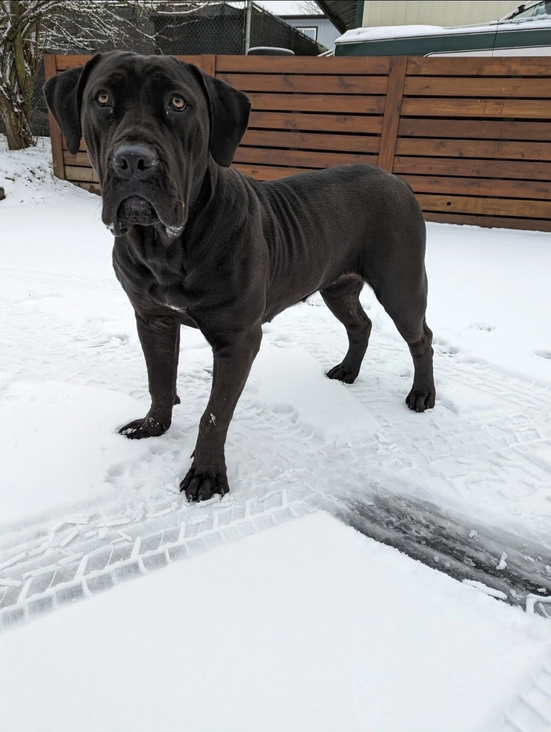 A large black dog standing on snow-covered ground in a backyard with a wooden fence.