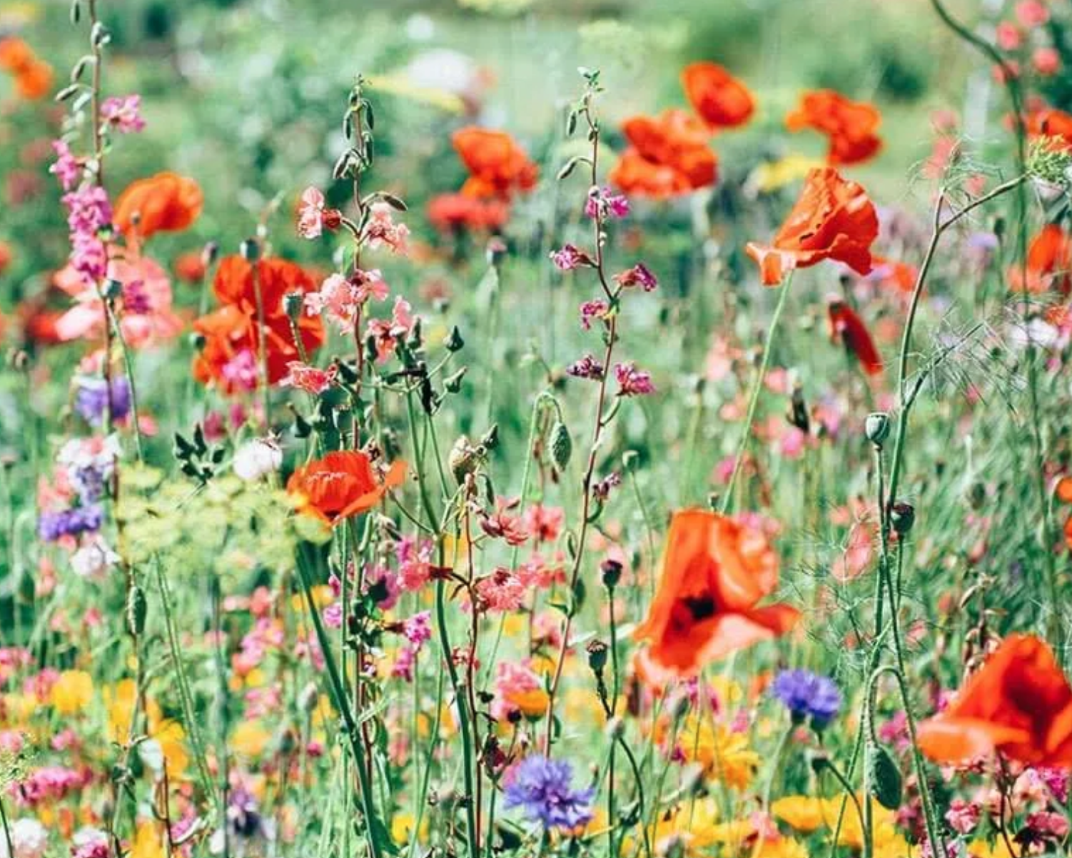 Midsommer blomster workshop inkl. frokost + kaffe