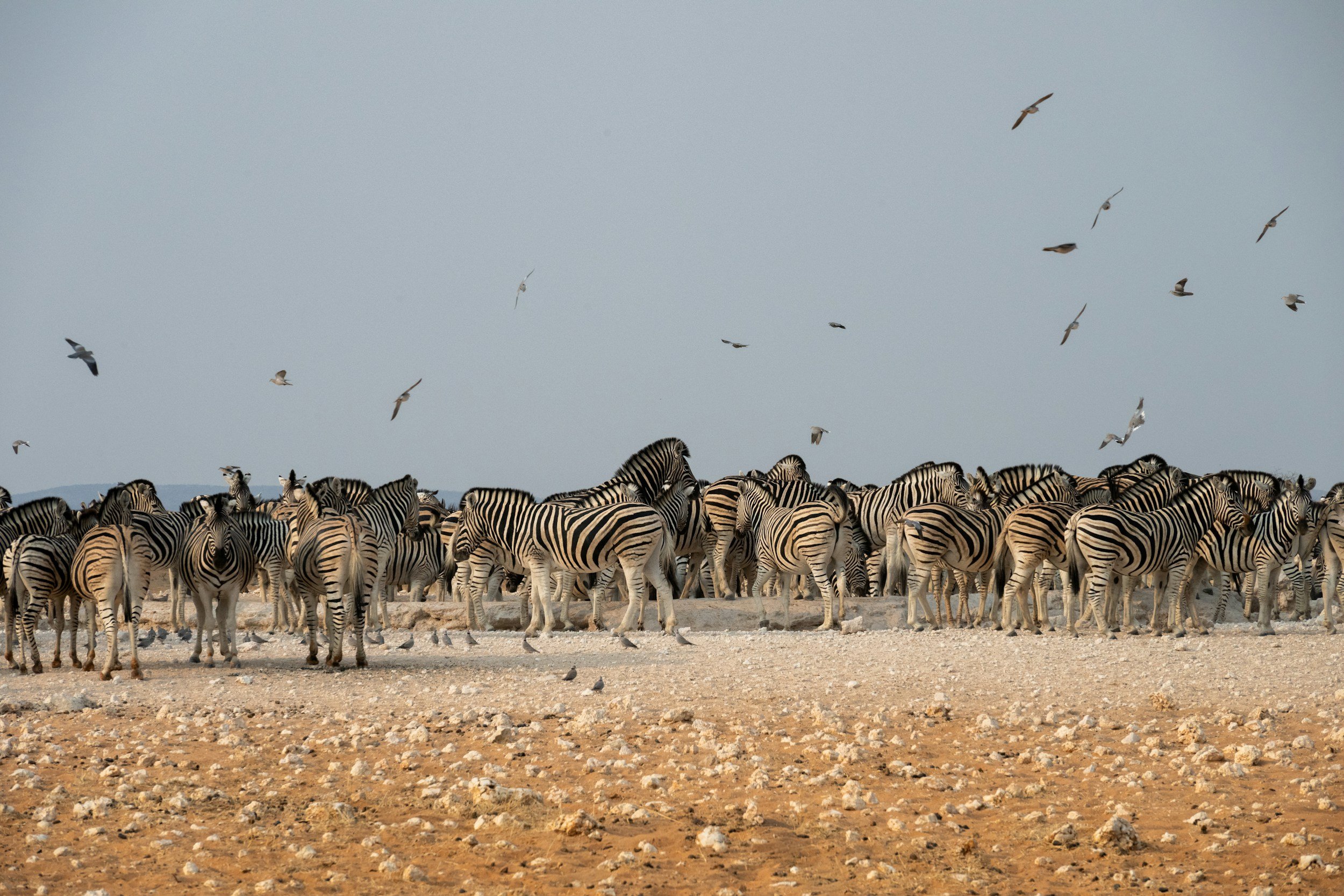 Företagsretreats i det vilda: ett nytt sätt att bygga starkare team