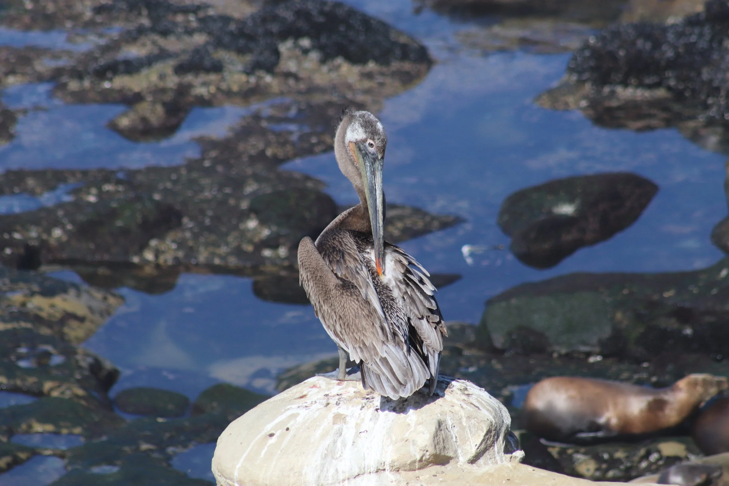 Wildlife