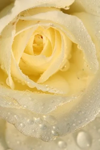 Close-up of a white rose with water droplets on its petals.