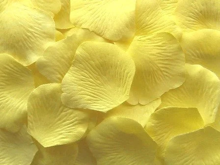 A close-up of yellow flower petals.