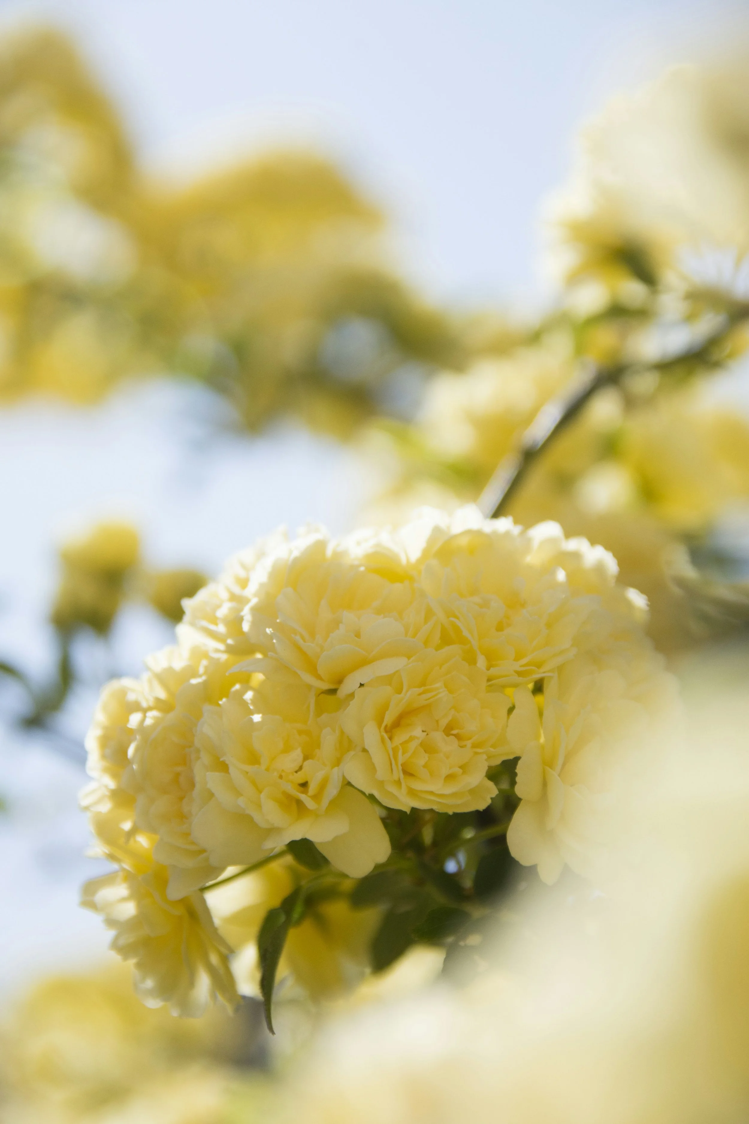 Close-up of pale yellow flowers on a sunny day with a blurred background of more flowers and sky.