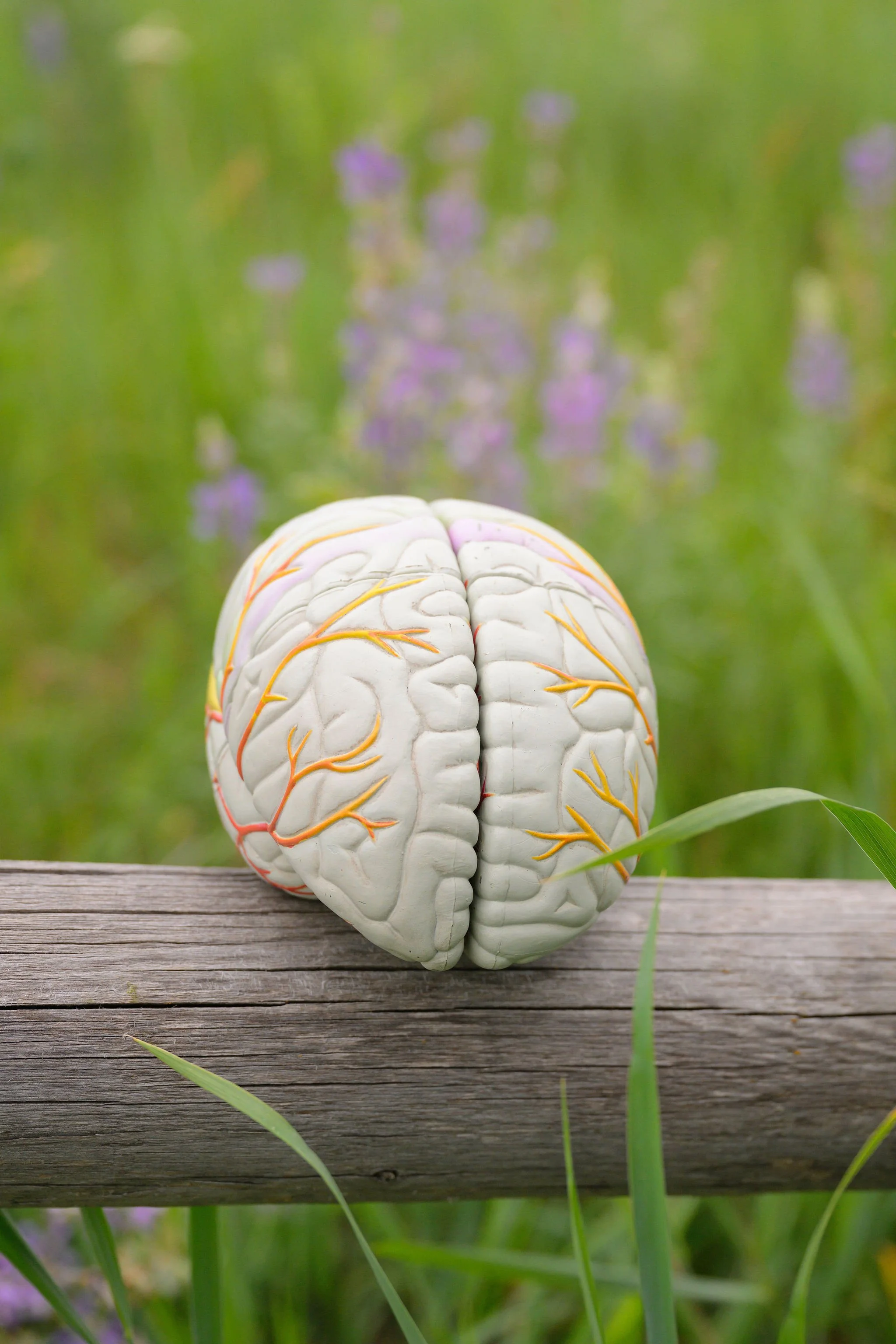 “Myth: The brain is fundamentally lazy”