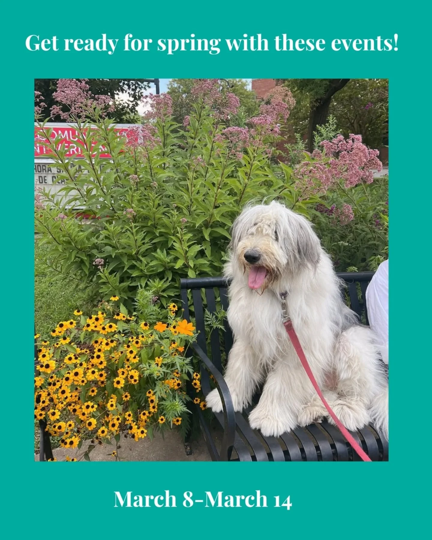 Spring is almost here and our events are blooming 🌸
This week at Duncan Library:
✍️ Writing workshop
🧠 Enneagram self-discovery
🎨 Author talk with Sophia Glock
🌿 Hands-on pruning
🌱 Herbalism in the U.S.

Come for the knowledge. Stay for the plan