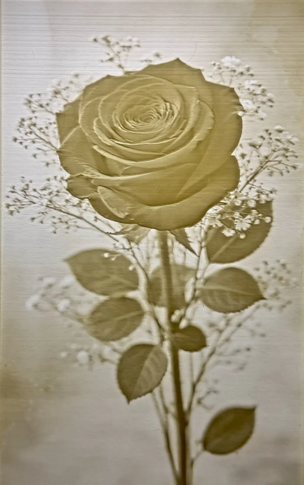 Lovely Rose Pane