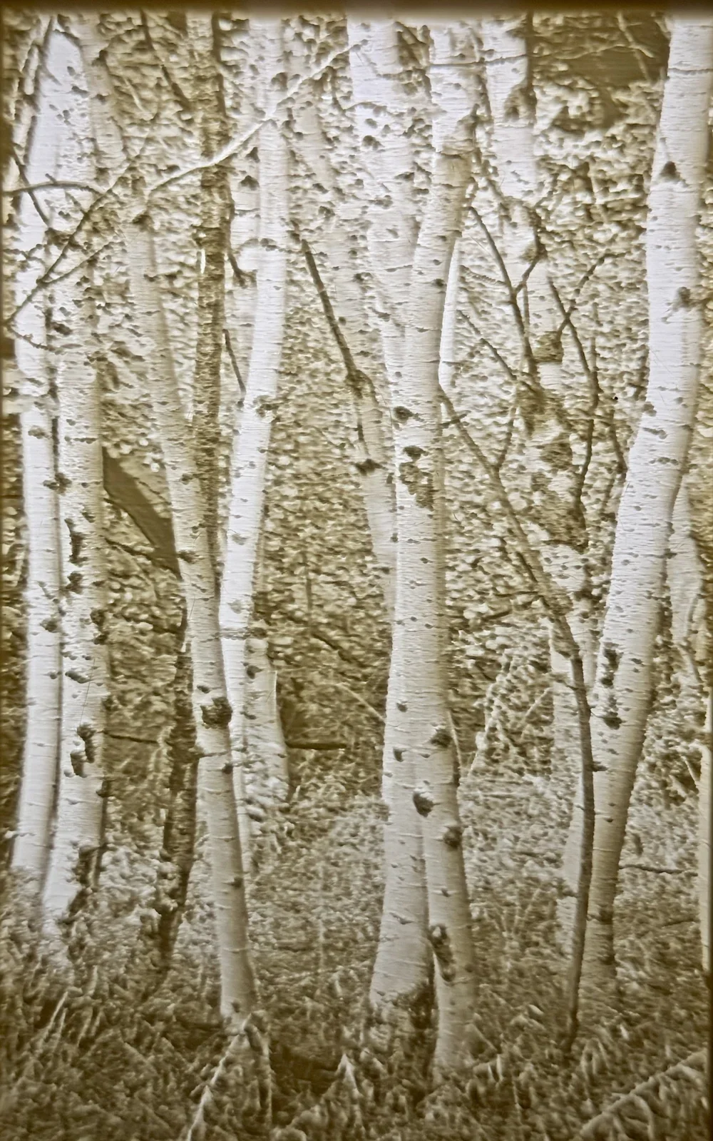 Aspen Grove Pane