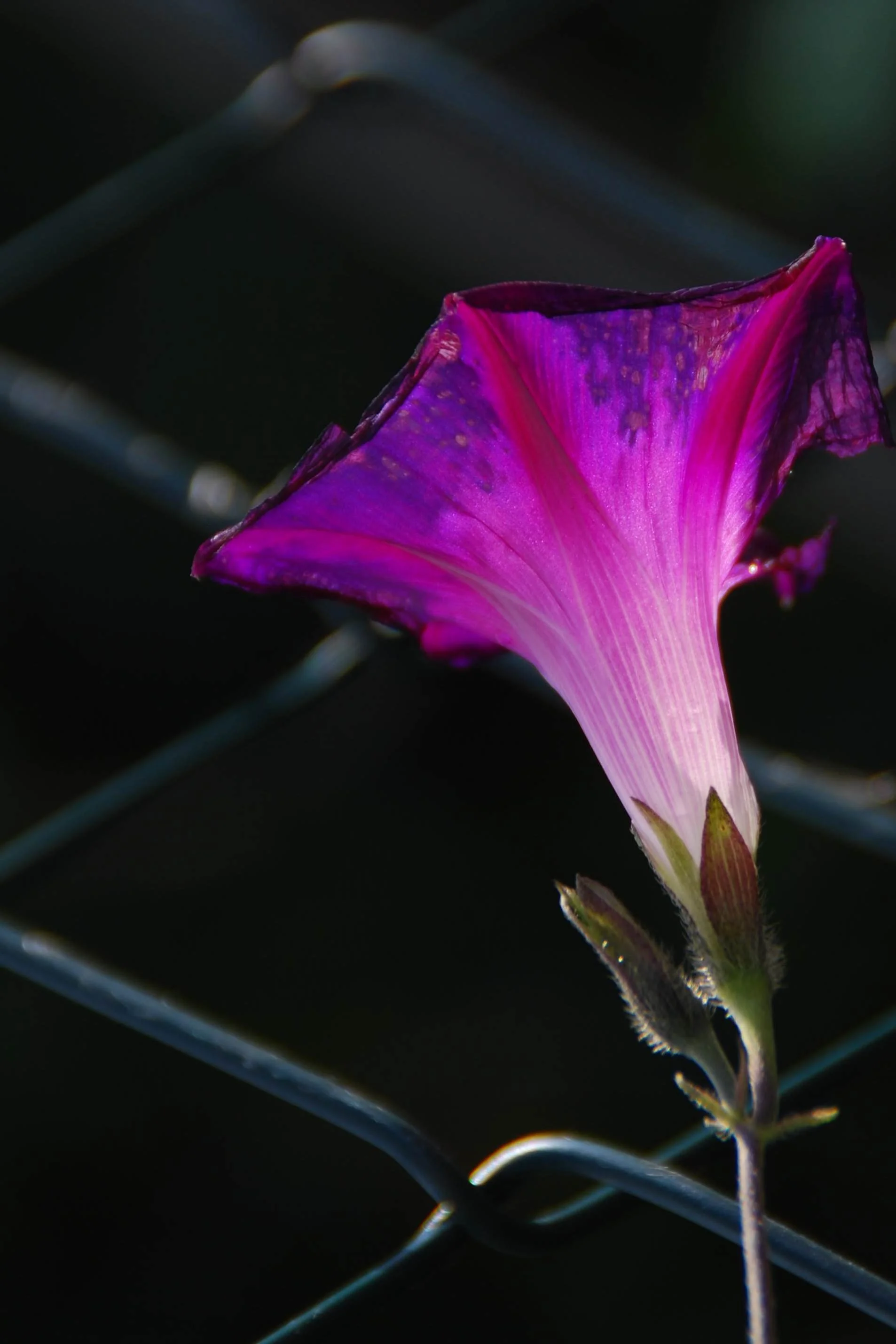 Nahaufnahme einer pink-violetten, verblühten Blume vor einem Drahtzaun im Dunkeln.
