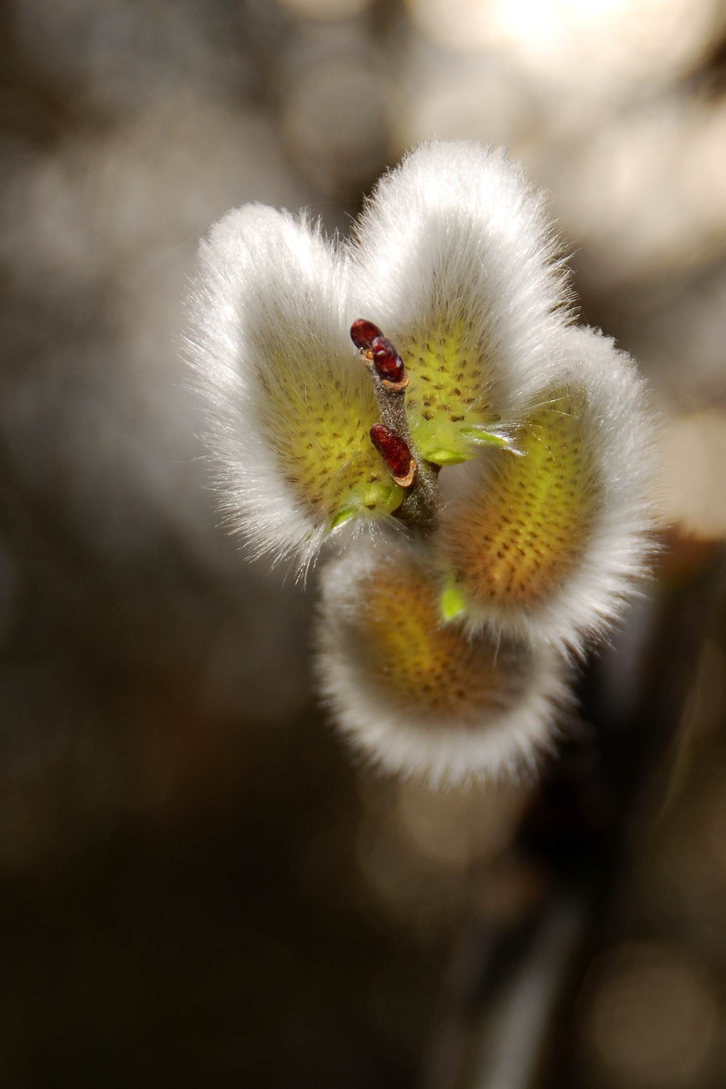 Nahaufnahme von jungen, weißen, behaarten Kätzchen in Knospenform an einem Zweig.