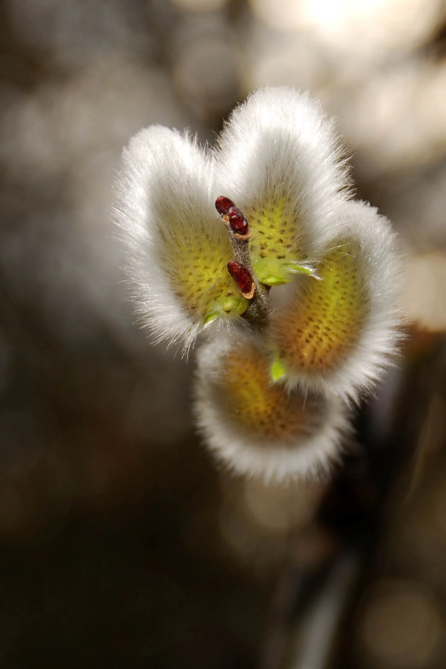 Naturdetail Weidenkätzchen