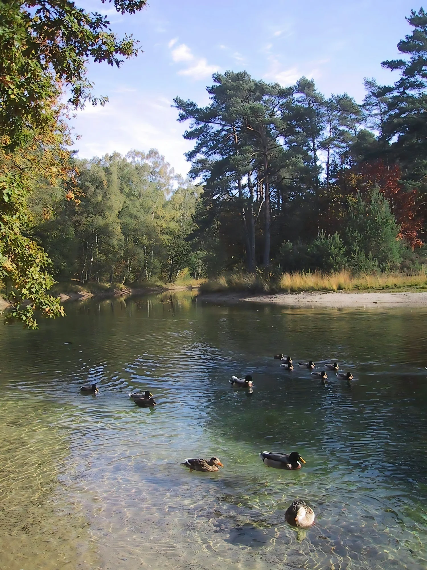Pond ecosystem restoration lake weed removal aquatic vegetation management services near me