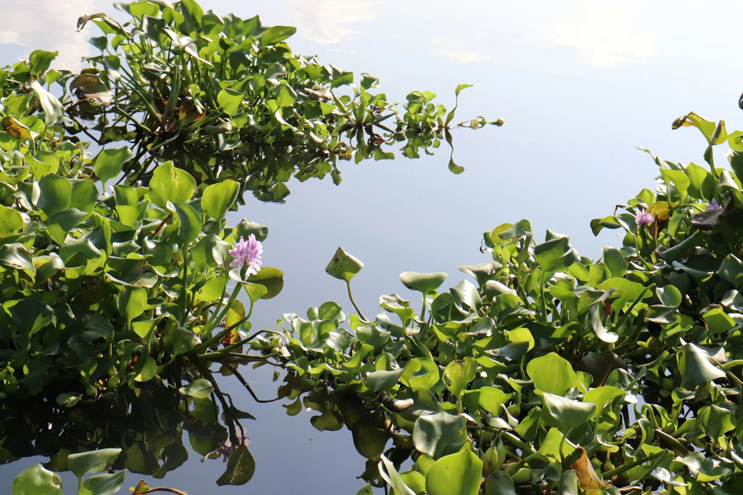 Water Hyacinth Removal California